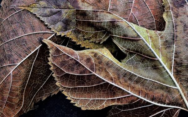 Photograph Mark Wiens Fall Leaves on One Eyeland